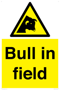 Bull in field